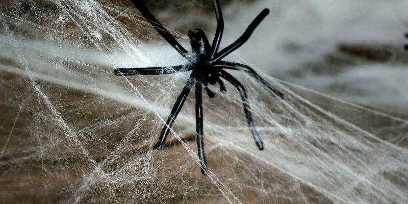 fake black spider caught in a cobweb
