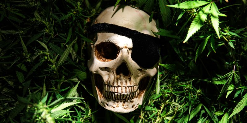 skull with pirate patch lying in grass