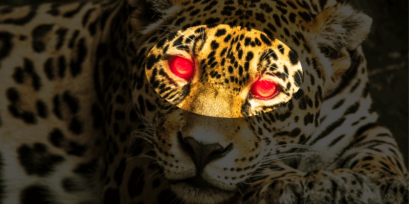 Leopard with glowing red eyes